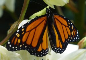 butterfly-1